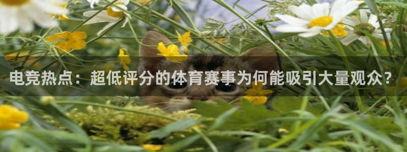 电竞热点：超低评分的体育赛事为何能吸引大量观众？